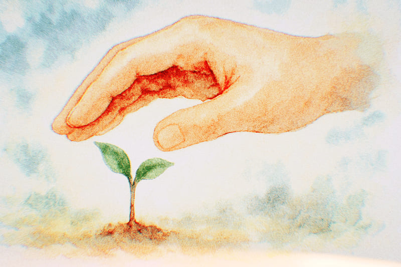 双葉を守る大きな手