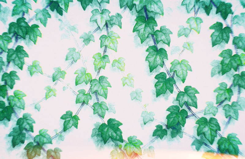 御倉館の外壁は蔦に覆われている